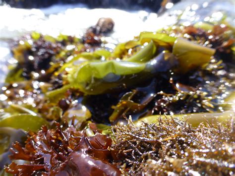 Santa Cruz's Seaweed: A Sustainable Resource for Local Industries
